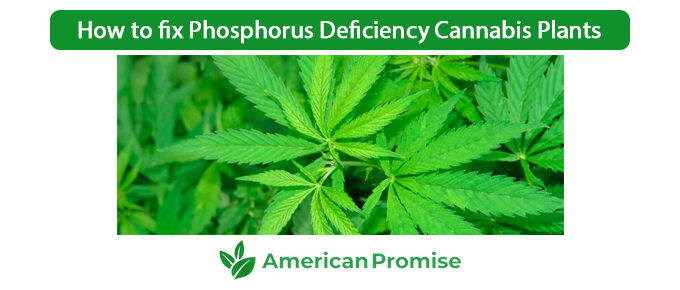 How to fix Phosphorus Deficiency Cannabis Plants