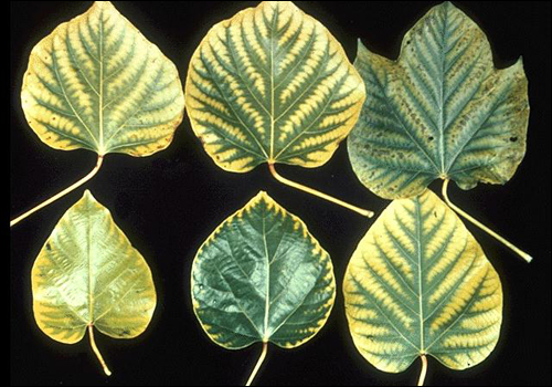 Treat Manganese Deficiency in Plants