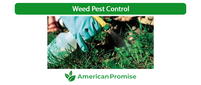 Weed Pest Control