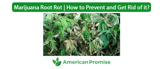 Marijuana Root Rot | How to Prevent and Get Rid of it?