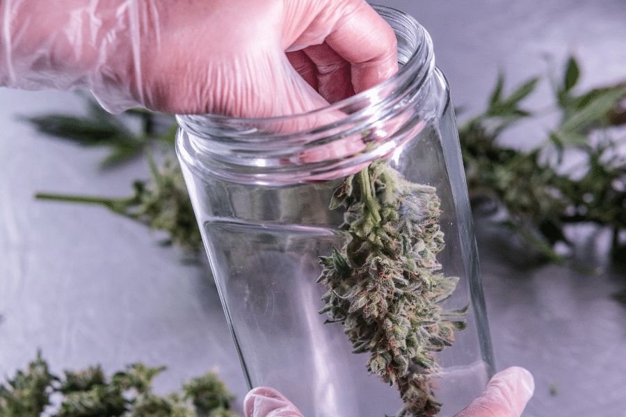 Person placing cannabis bud in a jar for decarbing