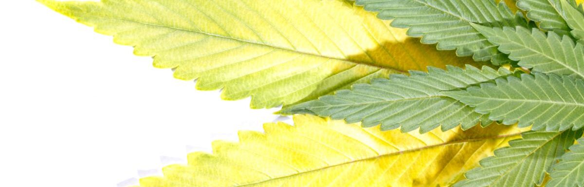 A Troubleshooting Guide To Leaves Turning Yellow During Flowering