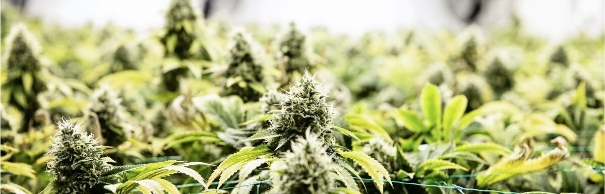 What To Do If Your Cannabis Plants Are Nitrogen Deficient