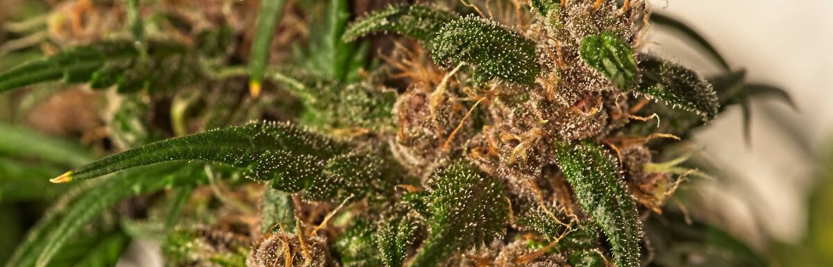 How To Fix Over-Ripe Cannabis Buds