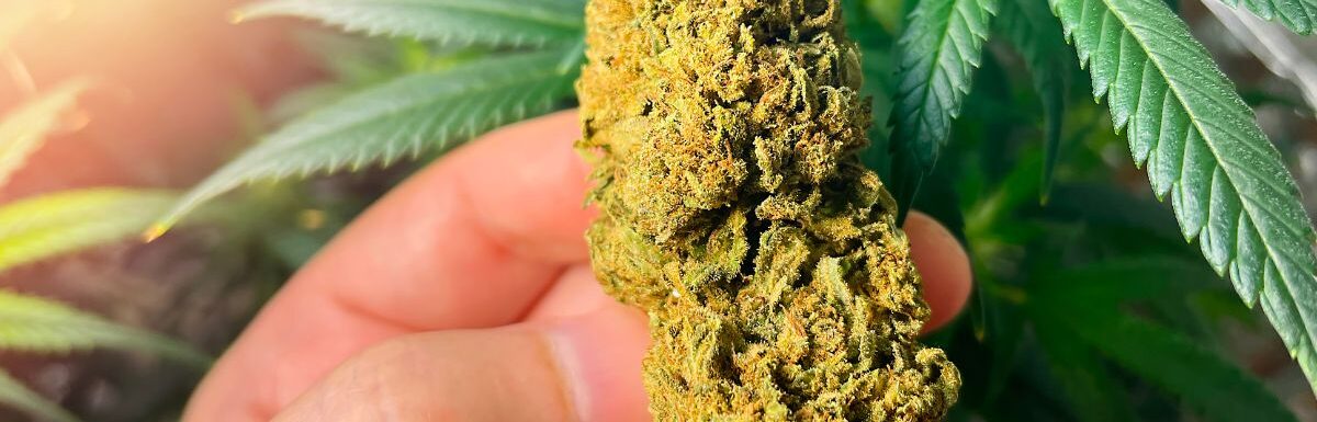 Is Weed Legal In Georgia
